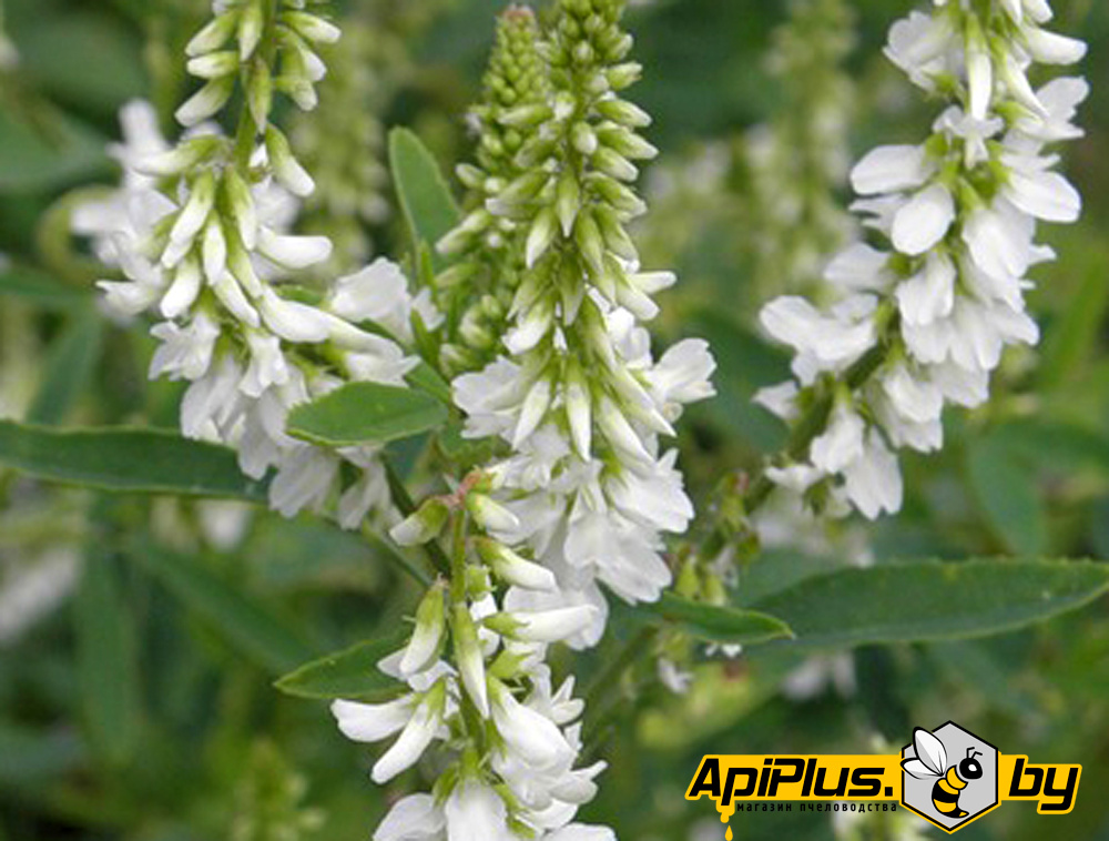 Семена донника белого (2-х летний) от интернет-магазина apiplus.by