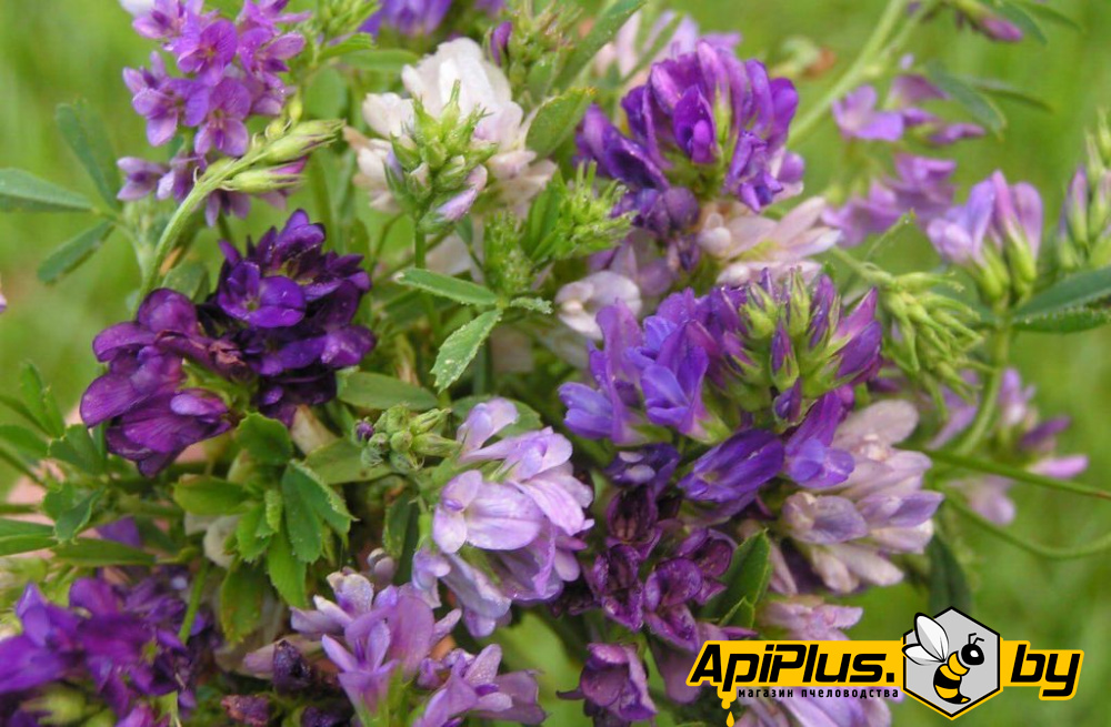 Семена люцерны от интернет-магазина apiplus.by