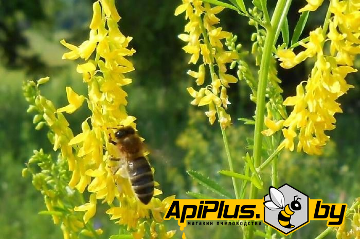 Семена донника желтого (2-х летний) от интернет-магазина apiplus.by
