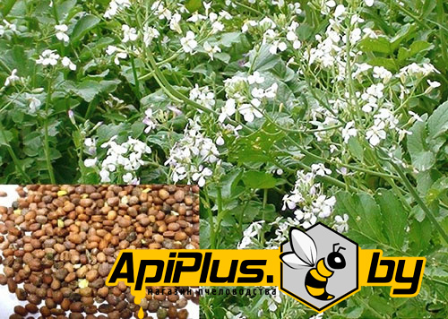 Семена редьки масличной от интернет-магазина apiplus.by