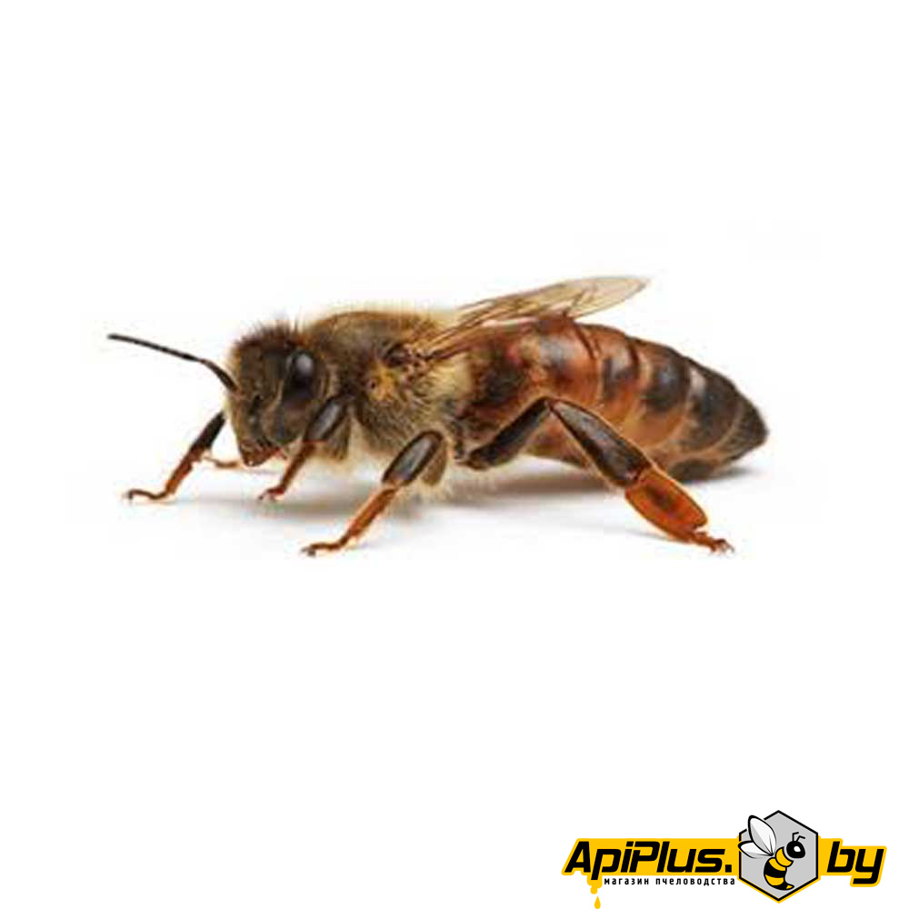 Пчеломатка Карника от интернет-магазина apiplus.by