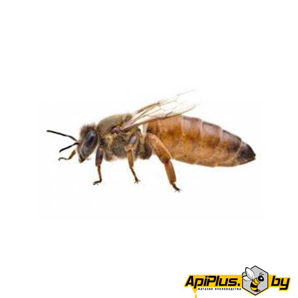 Пчеломатка Бакфаст от интернет-магазина apiplus.by