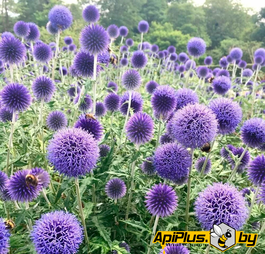 Семена мордовника от интернет-магазина apiplus.by