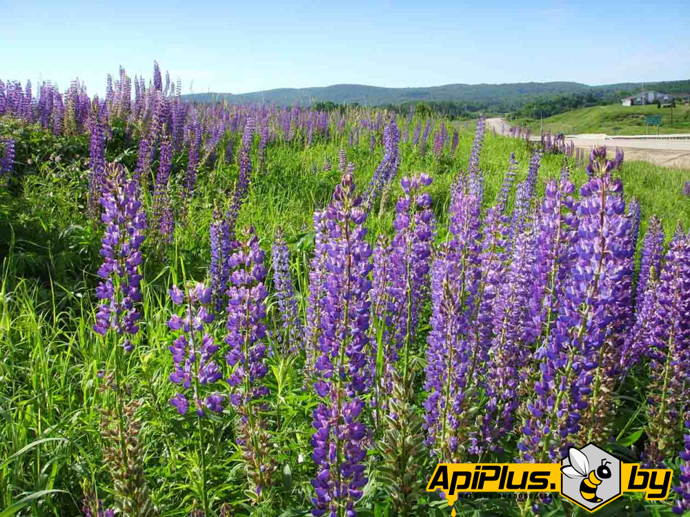 Семена козлятника (галега восточная) от интернет-магазина apiplus.by